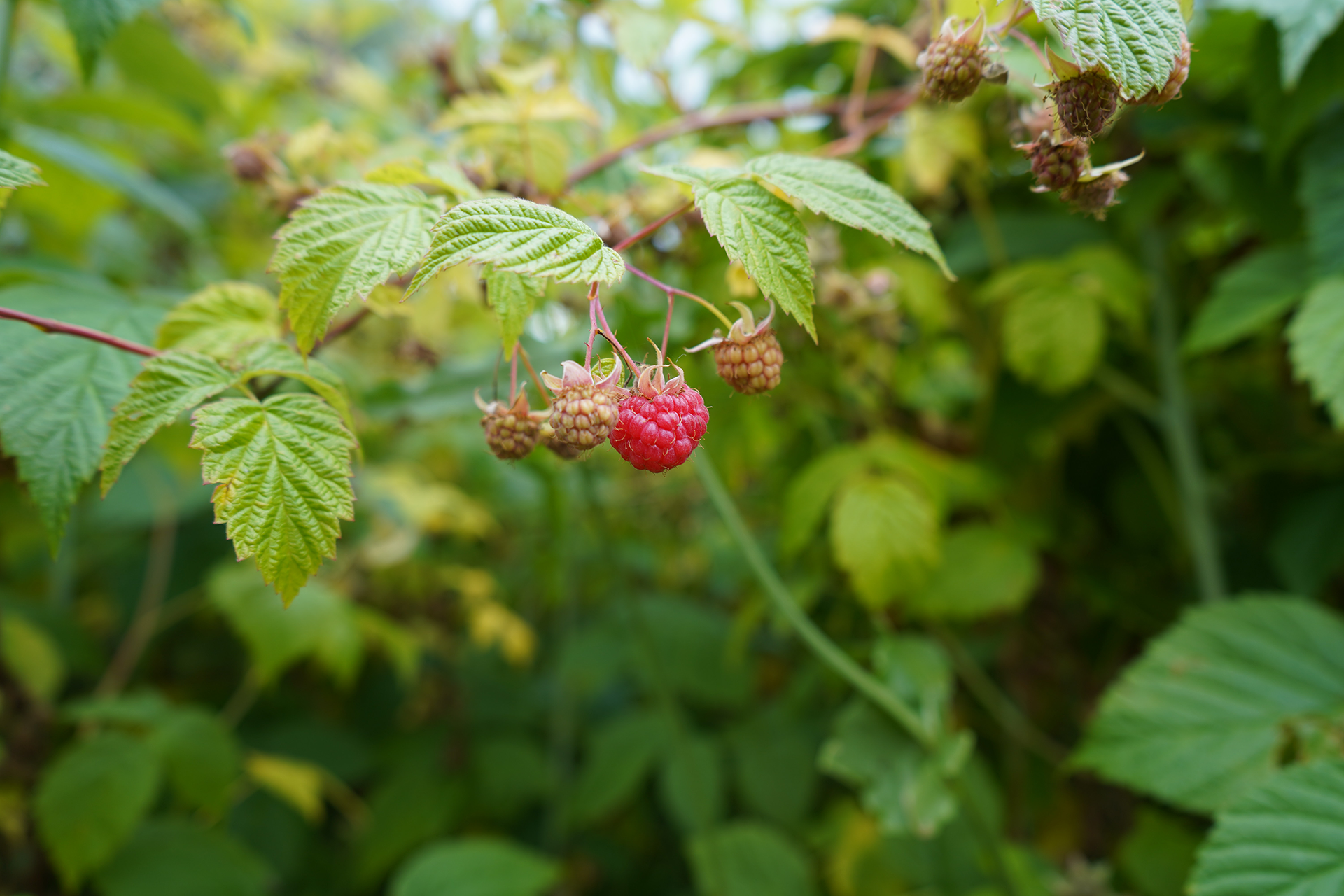 Raspberry Leaf Used in Tea